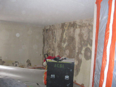 Mold Removal in St. Louis, St. Charles, & Columbia, MO 